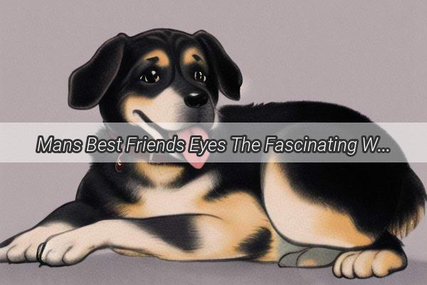 Mans Best Friends Eyes The Fascinating World of CanineEyed Humans